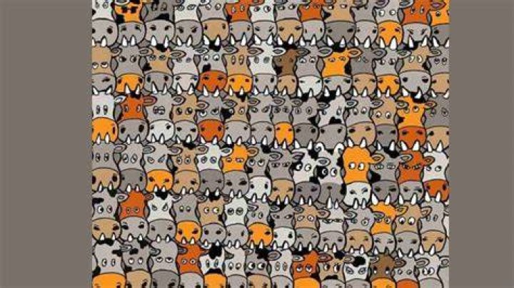 Brain Teaser: How Many Dogs are There?
