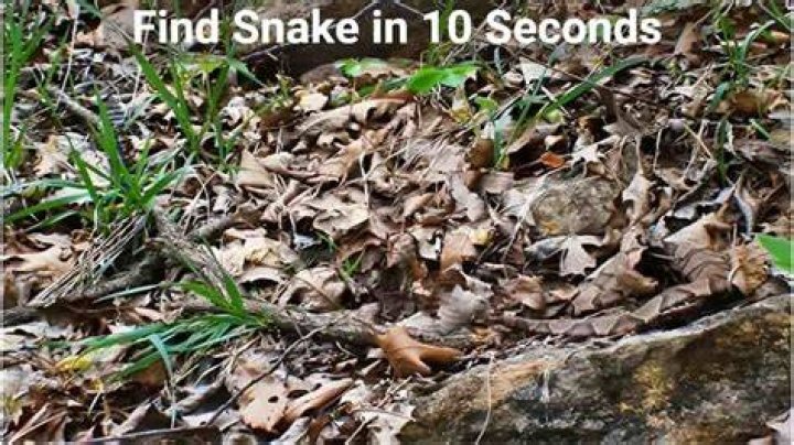 Can You Spot a Snake in this Image? Explanation and Solution to the Optical Illusion Can You Spot a Snake in this Image? Explanation and Solution to the Optical Illusion