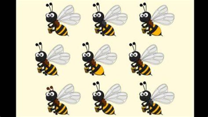 Finding Honey Bee Optical Illusion: You Have Hawkeyes If You Find The Honey Bee In This Image Within 10 Seconds
