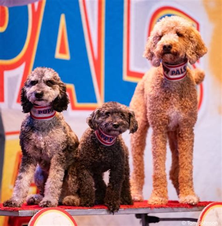 Pals for live: Lauren has a whole host of celebrities on her roster, including Miley (pictured)
