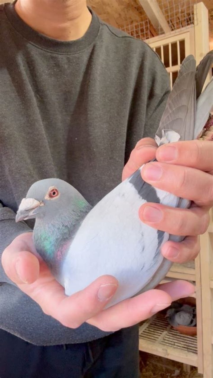 Paul bought the bird in April 2020 after his dog ate his other one