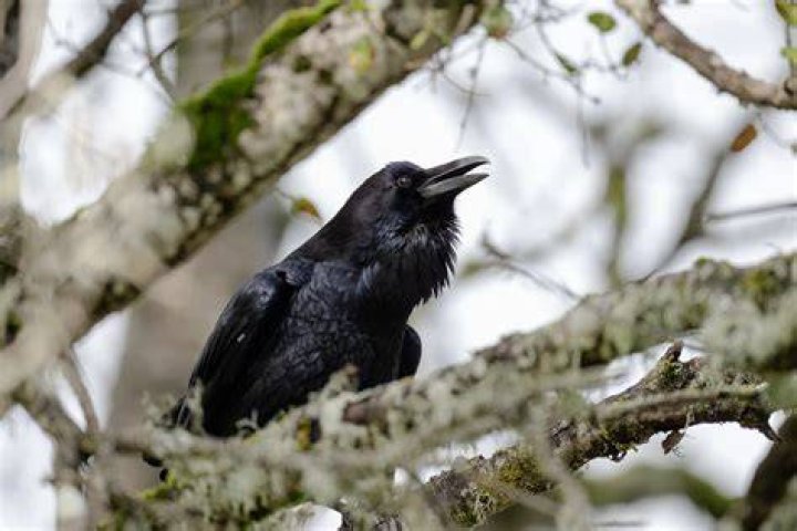 Raven Growing Up