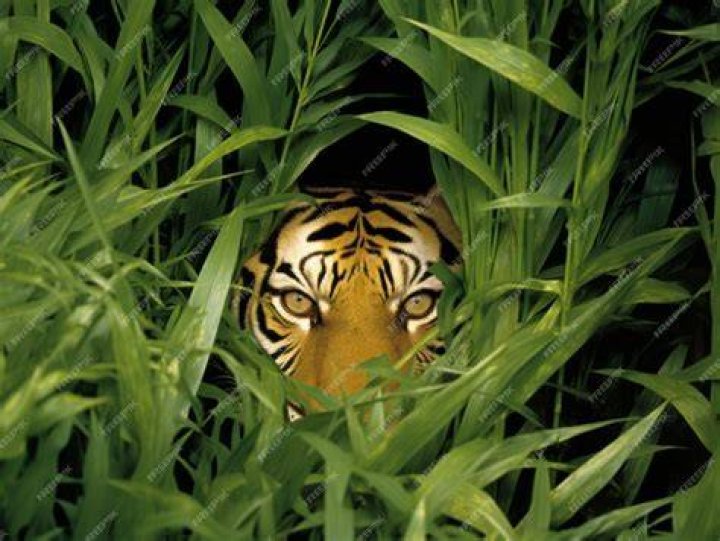 There Is A Tiger Hiding In This Image. Do You See It? There Is A Tiger Hiding In This Image. Do You See It?