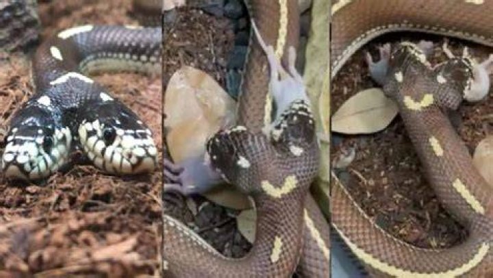 Two-Headed Snake Swallows Two Mice Simultaneously. Video Is Not For The Faint-Hearted